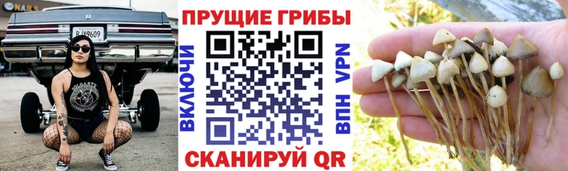 как найти закладки  Тулун  гидра маркетплейс  Галлюциногенные грибы MAGIC MUSHROOMS 